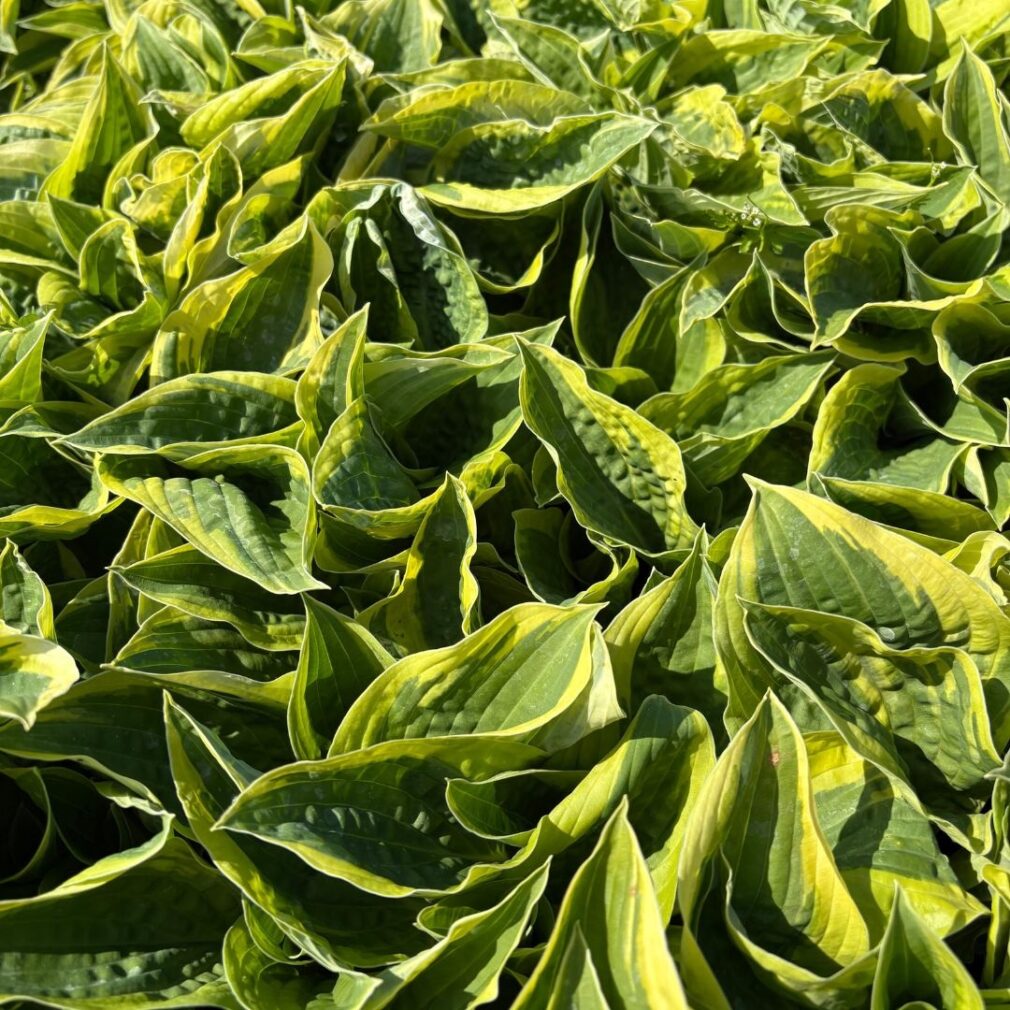 Hosta 'Wide Brim' (Hartlelie)