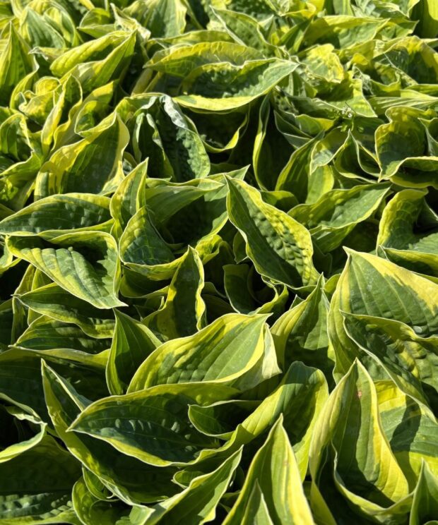 Hosta 'Wide Brim' (Hartlelie)