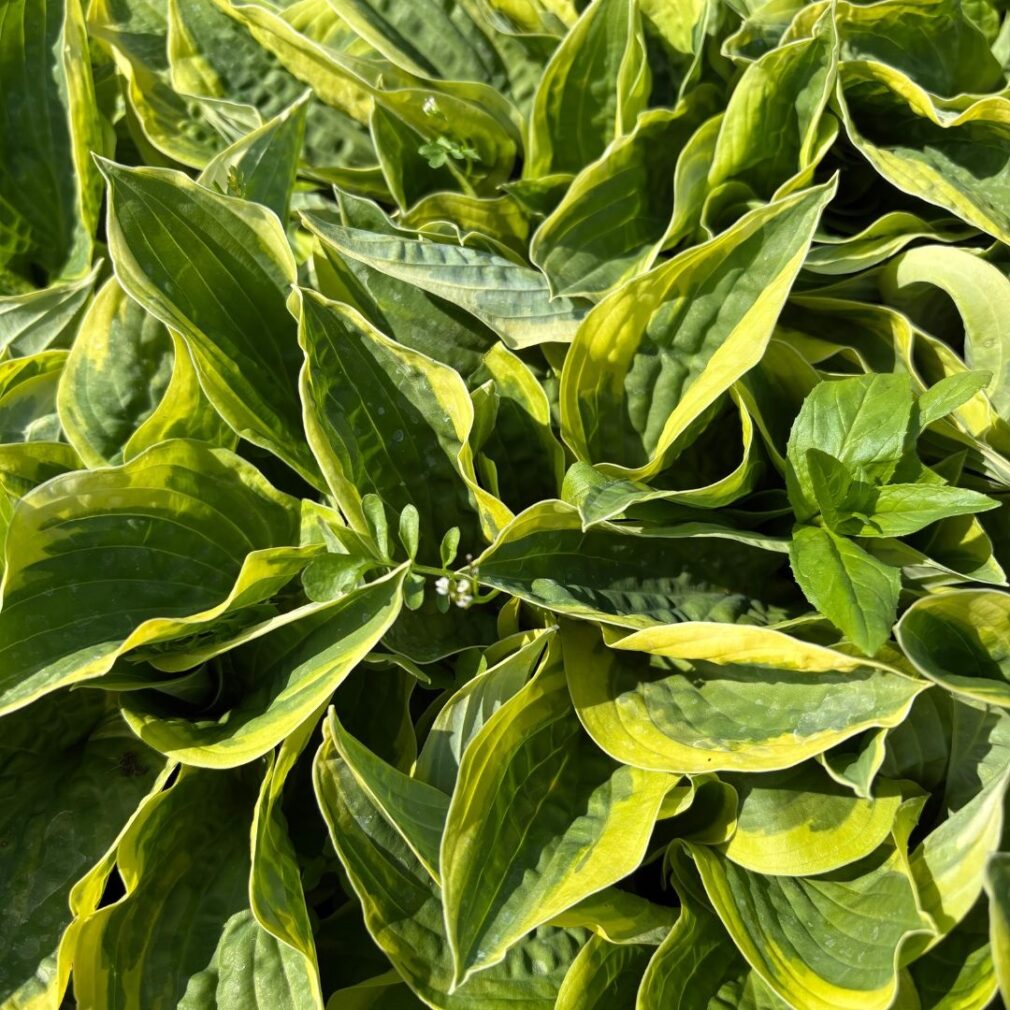 Hosta 'Wide Brim' (Hartlelie)