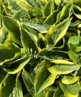 Hosta 'Wide Brim' (Hartlelie)