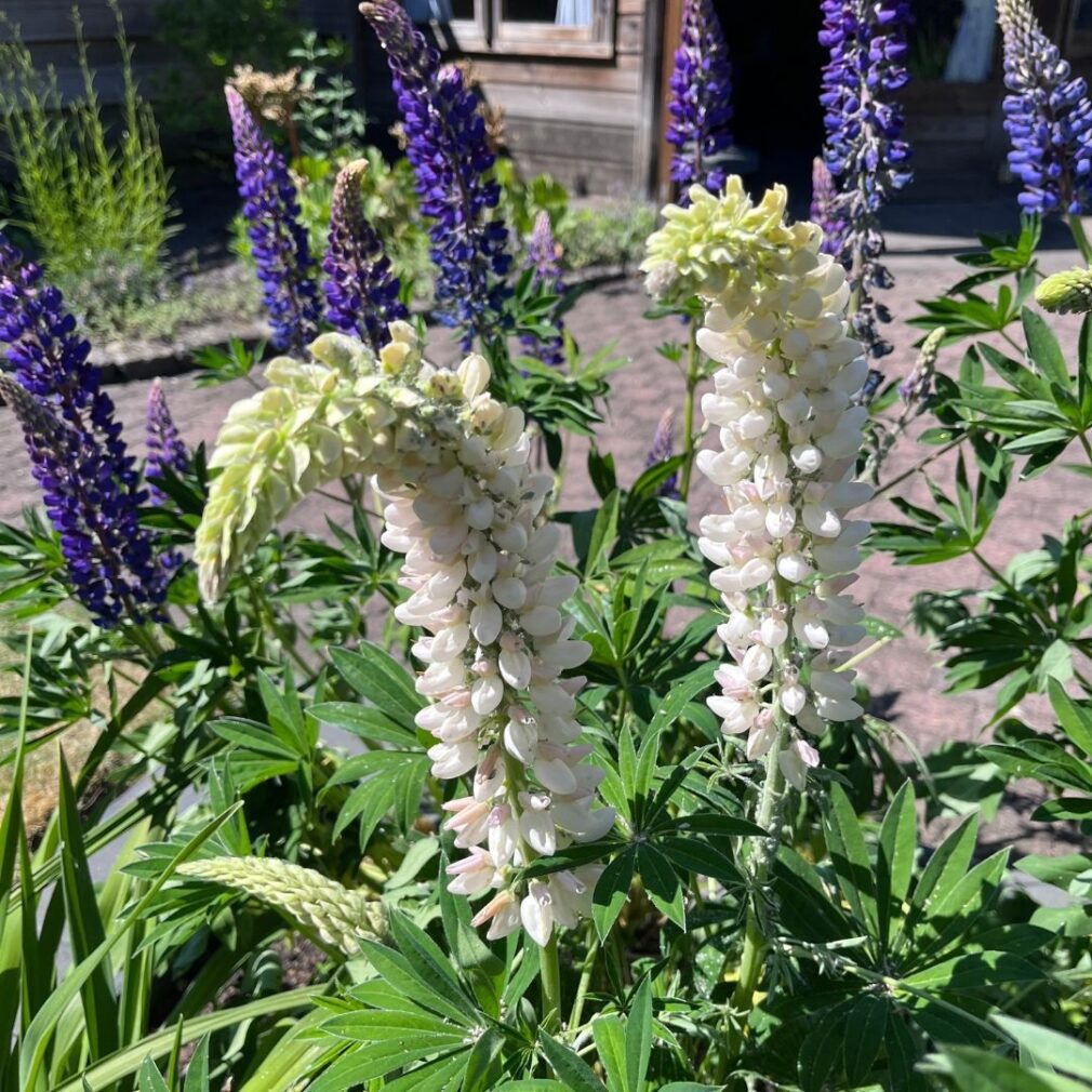 Lupinus 'Noble Maiden' (Lupine)