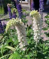 Lupinus 'Noble Maiden' (Lupine)