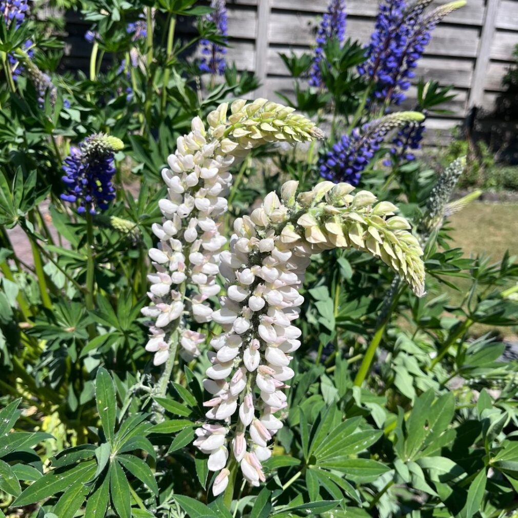 Lupinus 'Noble Maiden' (Lupine)