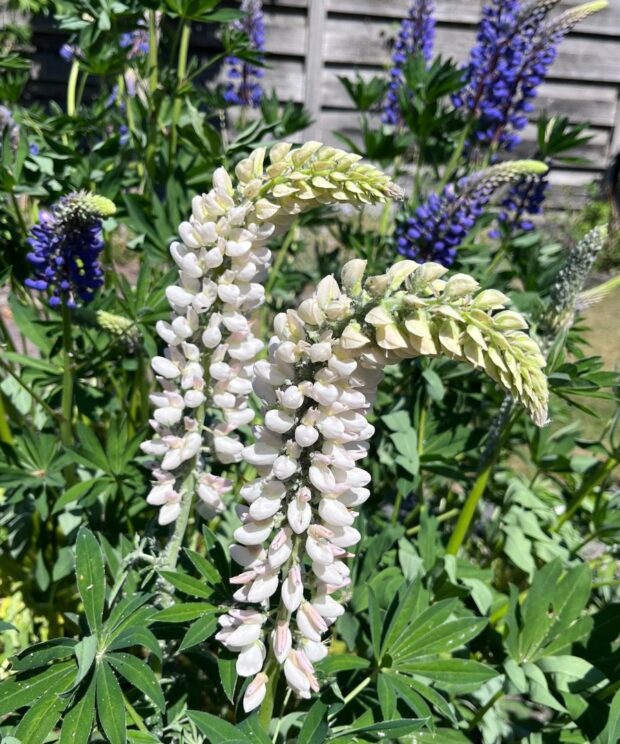 Lupinus 'Noble Maiden' (Lupine)
