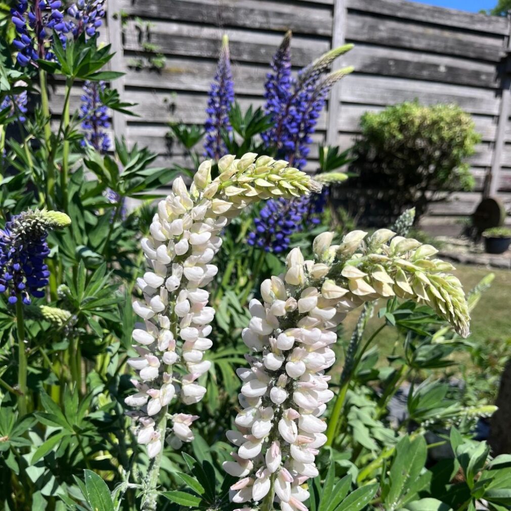 Lupinus 'Noble Maiden' (Lupine)