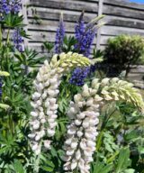 Lupinus 'Noble Maiden' (Lupine)
