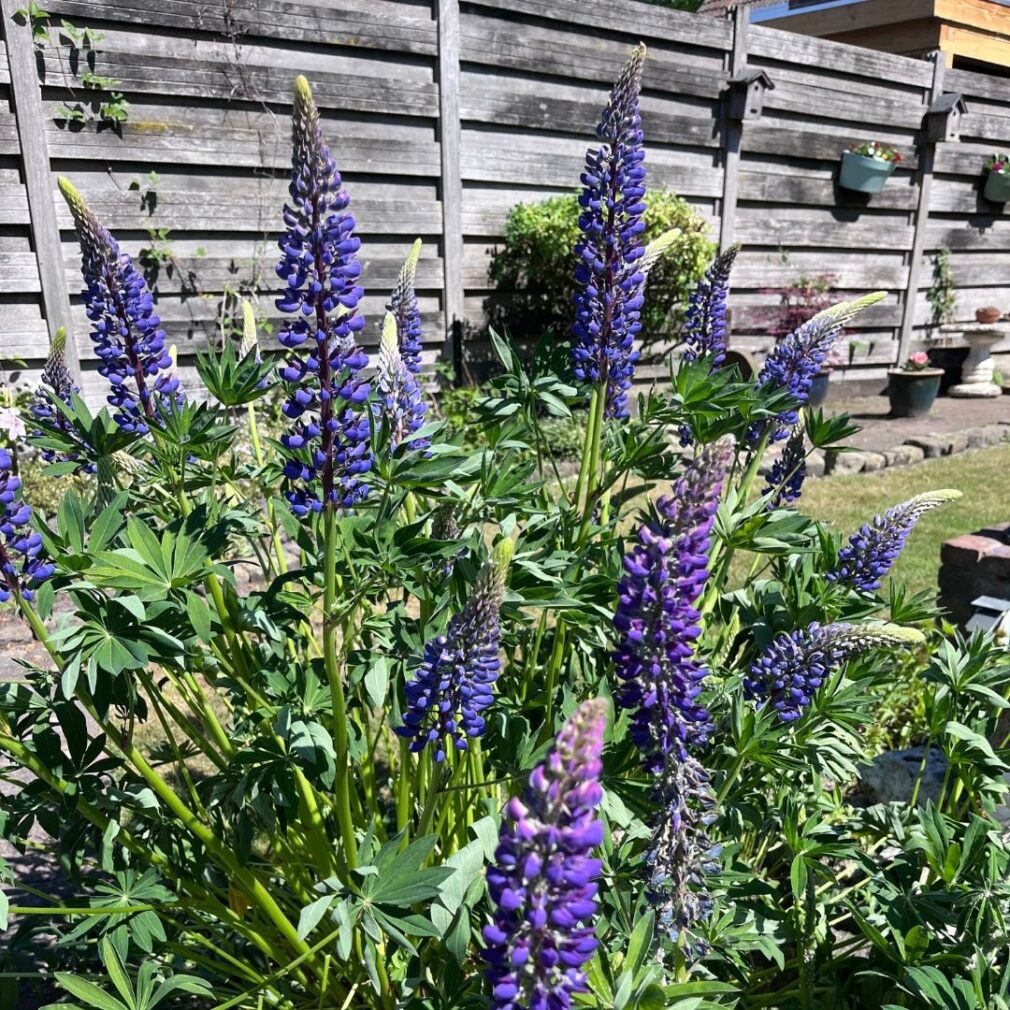 Lupinus 'The Governor' (Lupine)