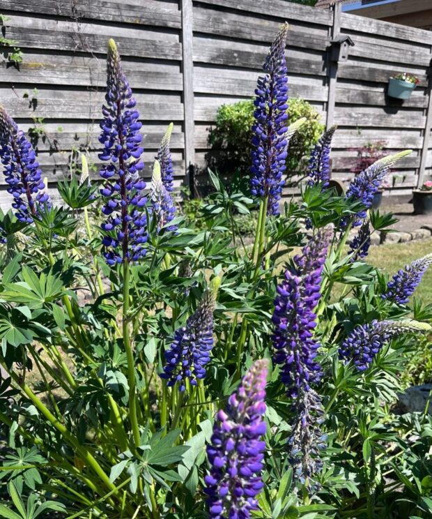 Lupinus 'The Governor' (Lupine)