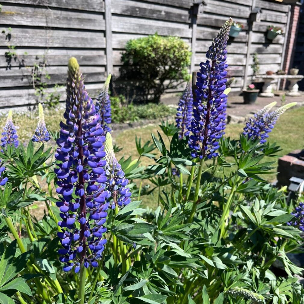 Lupinus 'The Governor' (Lupine)