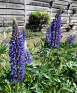 Lupinus 'The Governor' (Lupine)