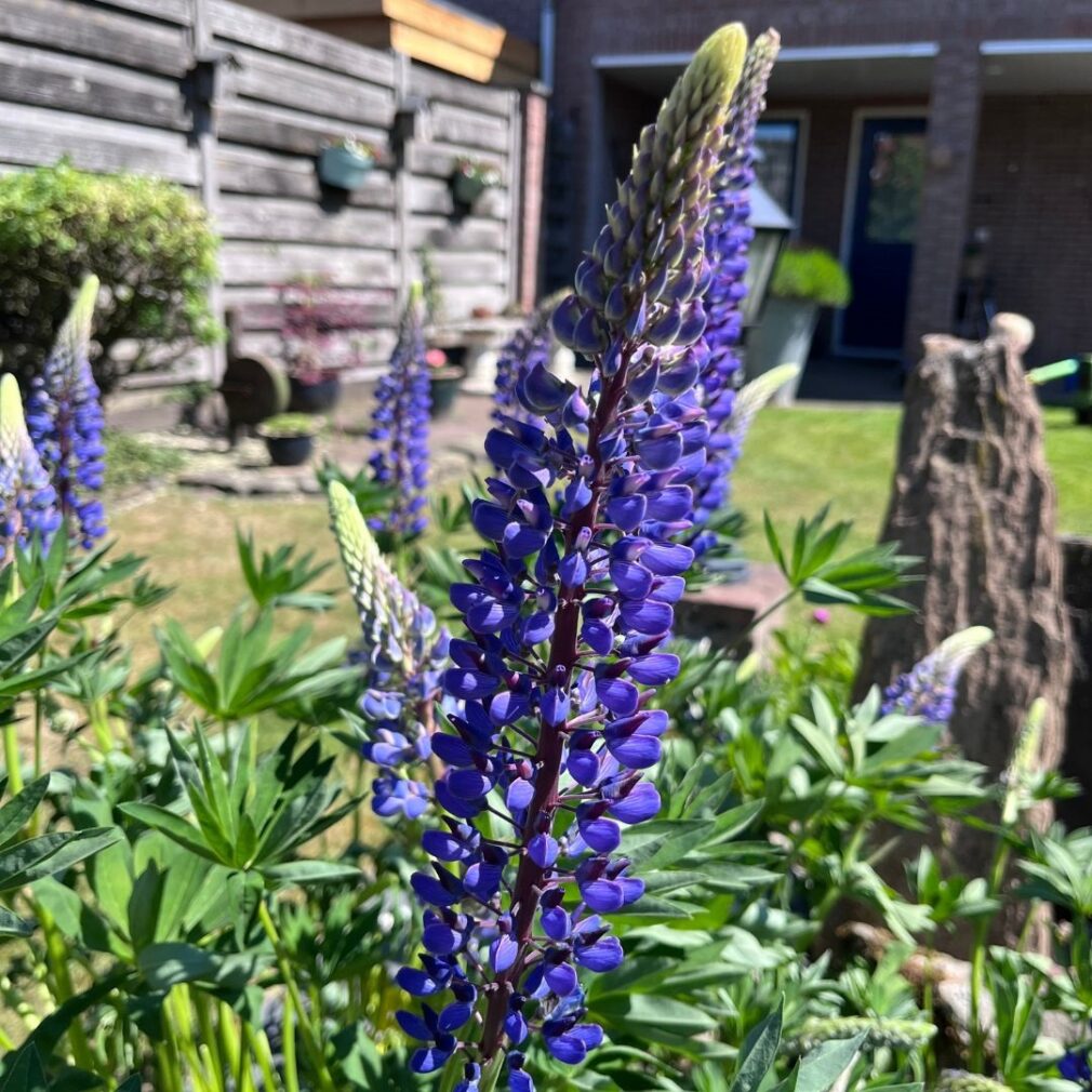 Lupinus 'The Governor' (Lupine)