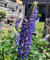Lupinus 'The Governor' (Lupine)