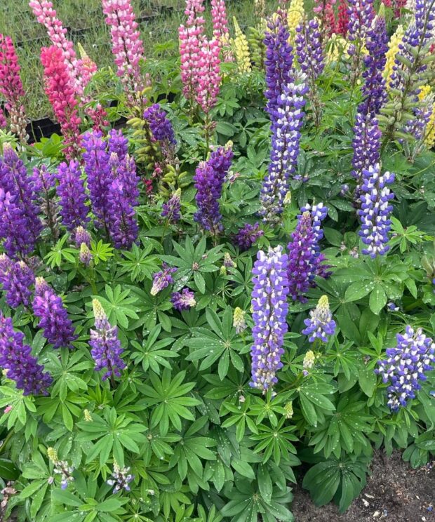 Lupinus 'The Governor' (Lupine)