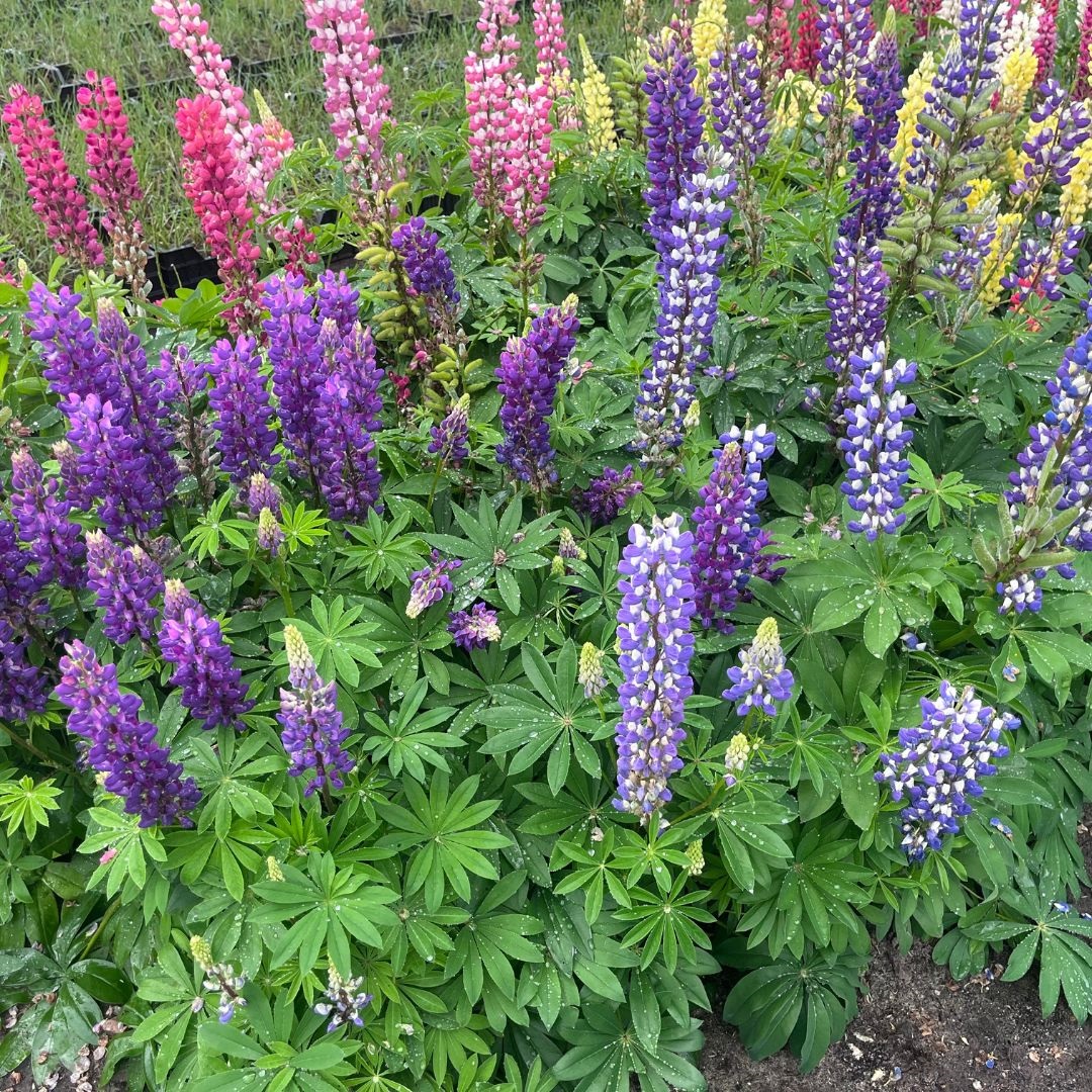 Lupinus 'The Governor' (Lupine)