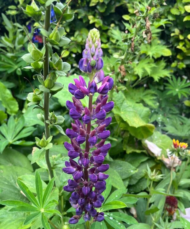Lupinus 'The Governor' (Lupine)