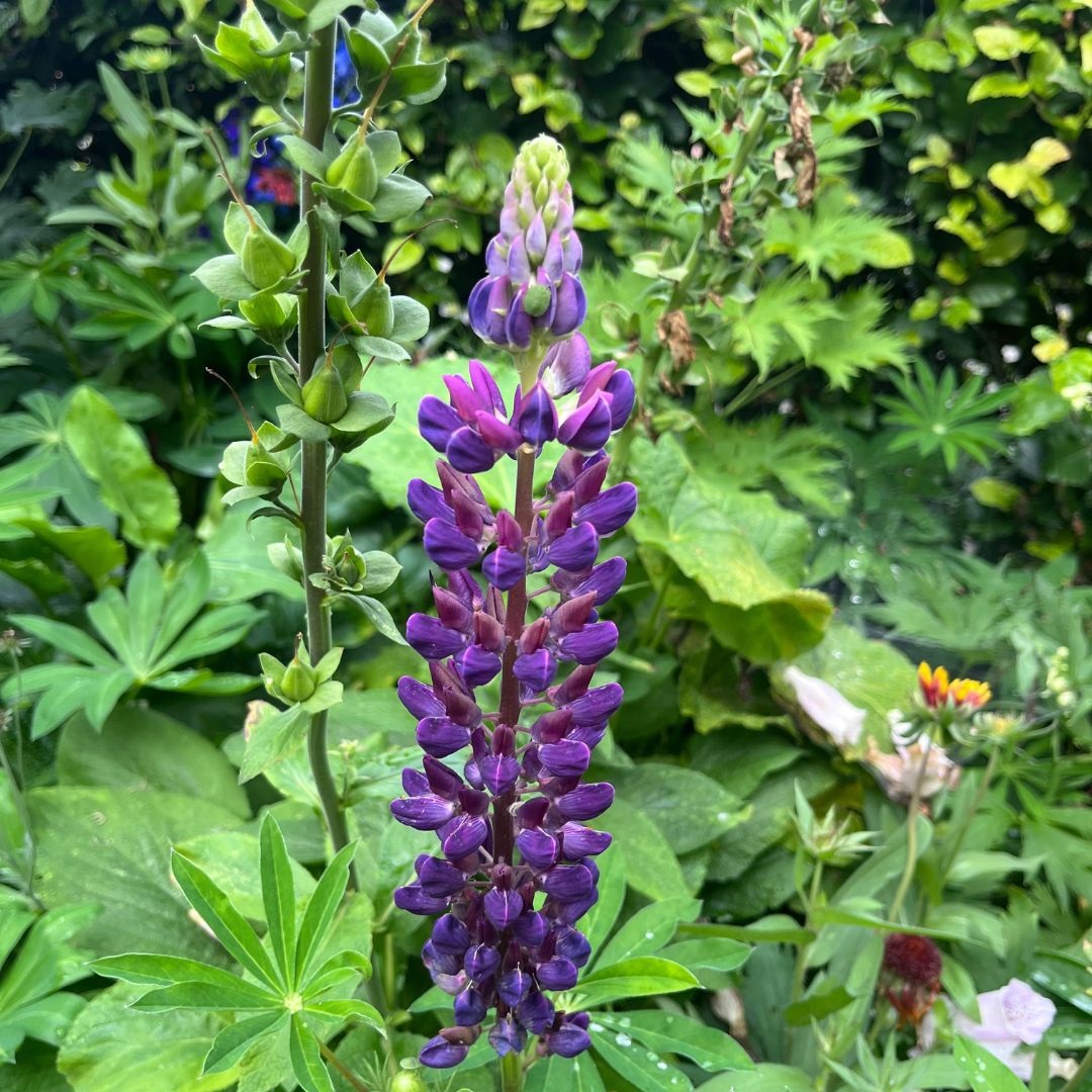 Lupinus 'The Governor' (Lupine)