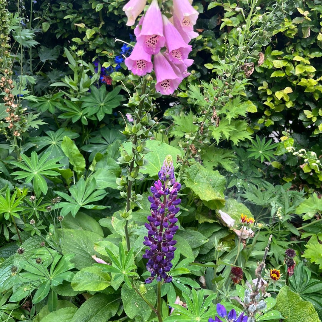 Lupinus 'The Governor' (Lupine)