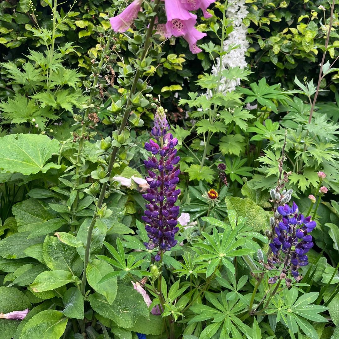Lupinus 'The Governor' (Lupine)