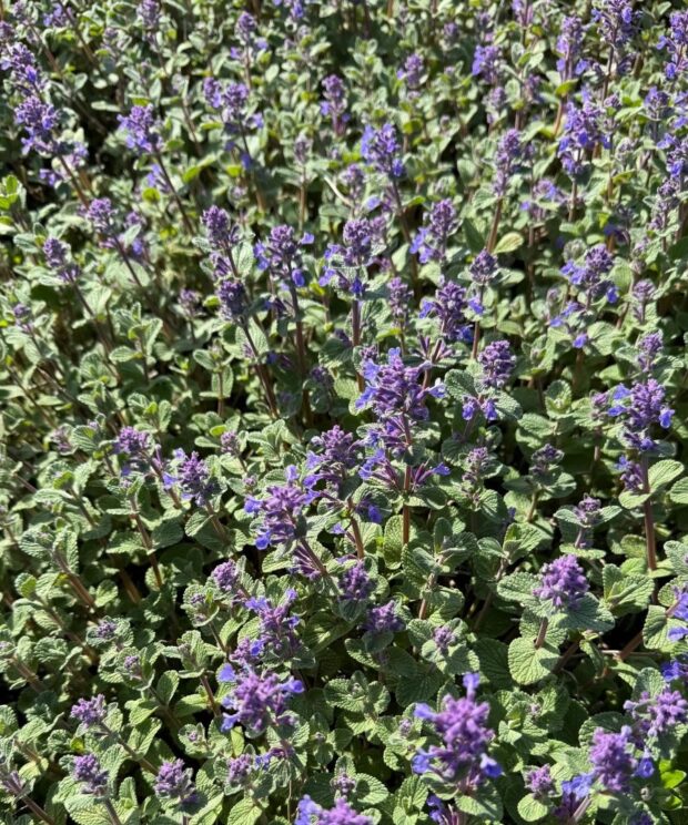 Nepeta racemosa 'Grog' (Kattenkruid)