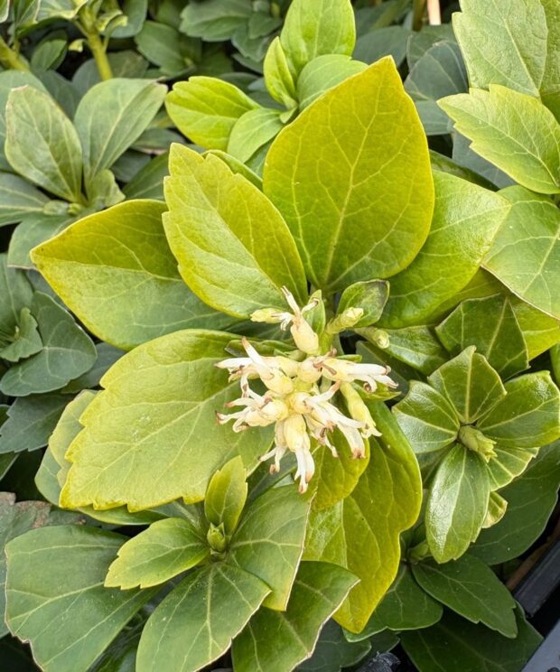 Pachysandra terminalis (Schaduwkruid)