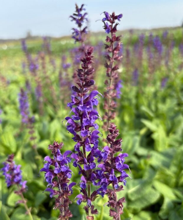 Salvia nemorosa 'Mainacht' (Salie)