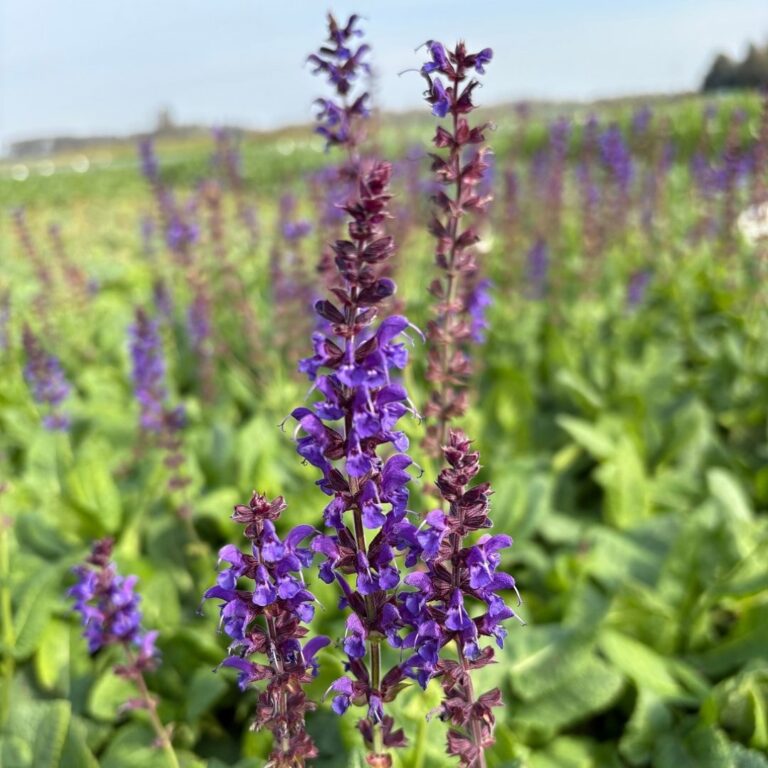 Salvia Nem Mainacht Plante Exterieur Jardin