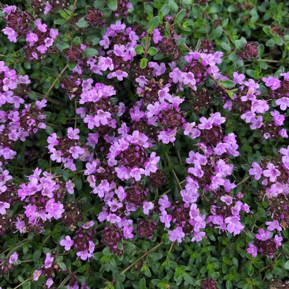 Thymus praecox 'Purple Beauty' (Tijm)