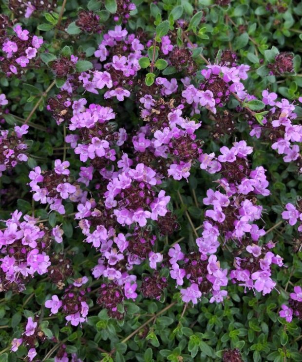 Thymus praecox 'Purple Beauty' (Tijm)
