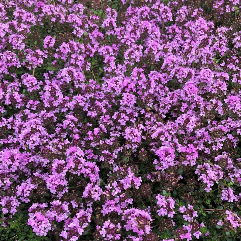 Thymus praecox 'Purple Beauty' (Tijm)