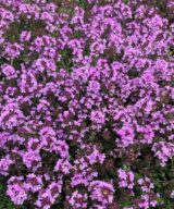 Thymus praecox 'Purple Beauty' (Tijm)