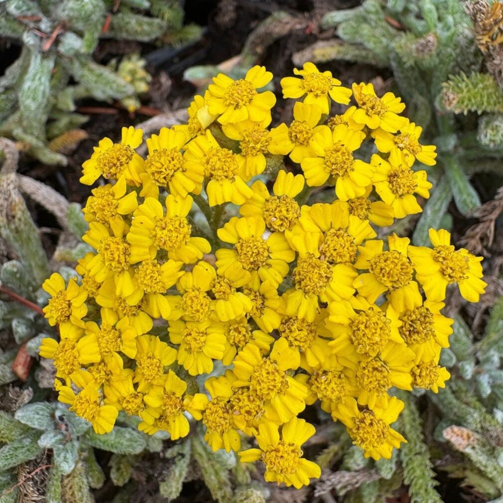 Achillea tomentosa 'Aurea' (Duizendblad)