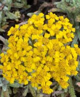 Achillea tomentosa 'Aurea' (Duizendblad)