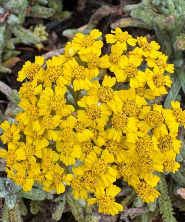 Achillea tomentosa 'Aurea' (Duizendblad)