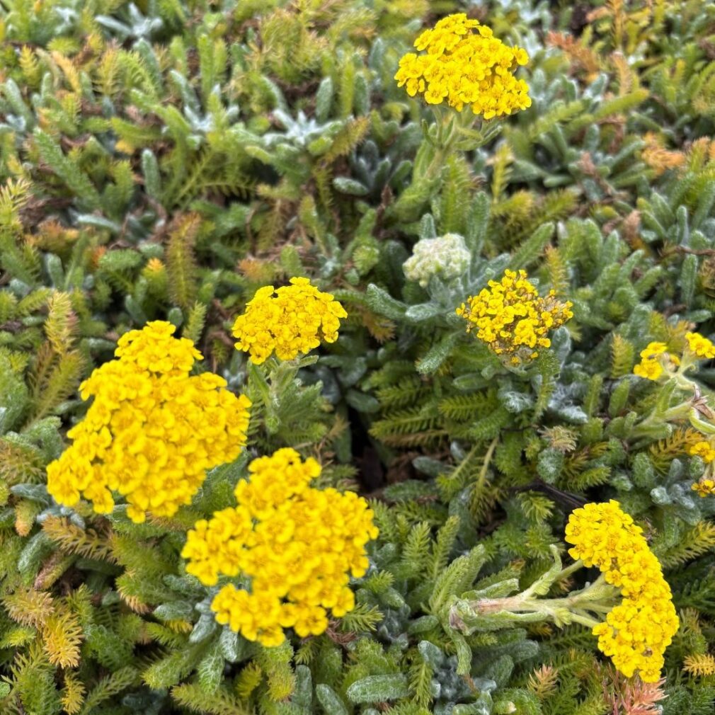 Achillea tomentosa 'Aurea' (Duizendblad)