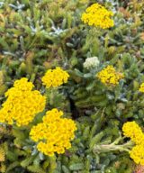 Achillea tomentosa 'Aurea' (Duizendblad)