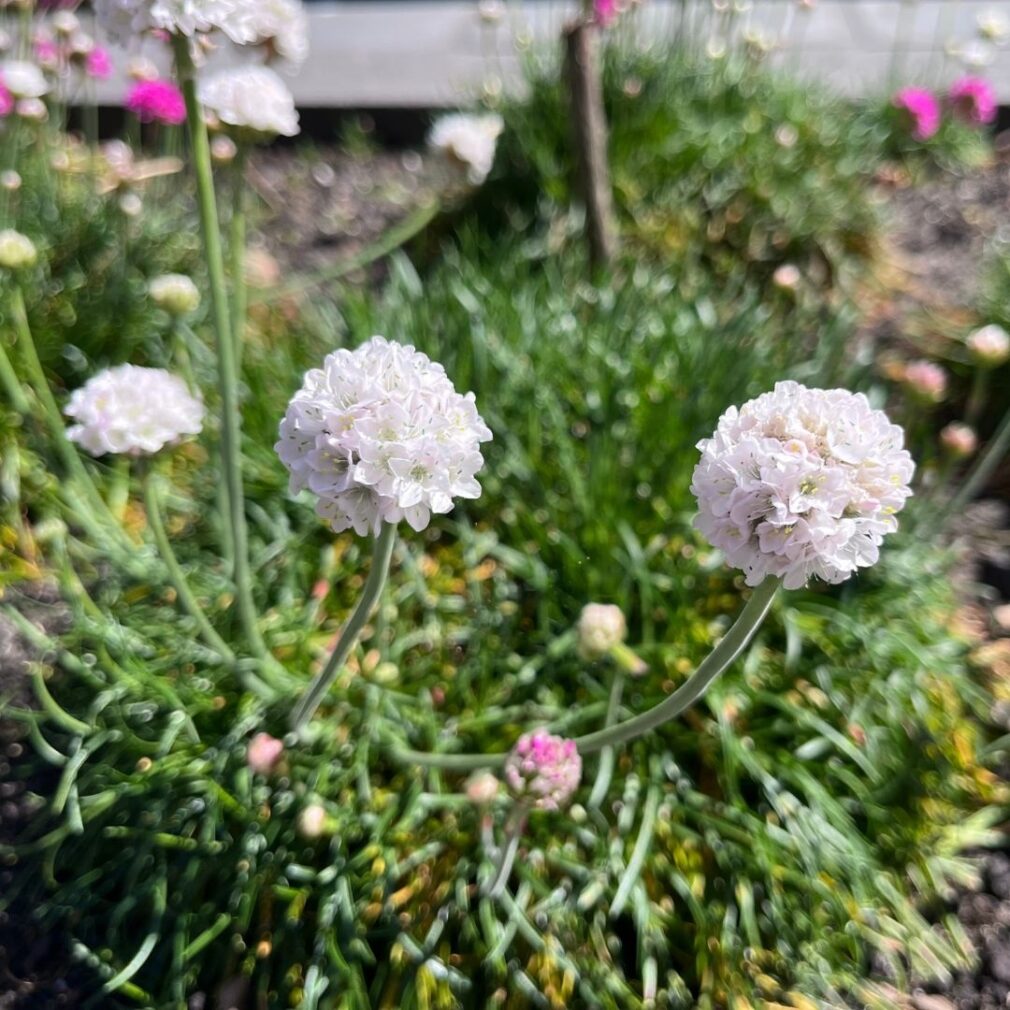Armeria maritima 'Alba' (Engels Gras)