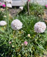 Armeria maritima 'Alba' (Engels Gras)