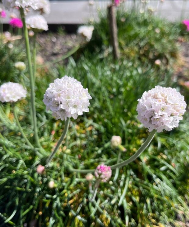 Armeria maritima 'Alba' (Engels Gras)