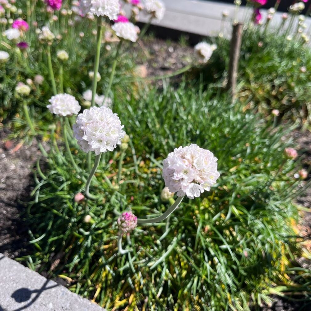 Armeria maritima 'Alba' (Engels Gras)