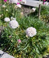 Armeria maritima 'Alba' (Engels Gras)