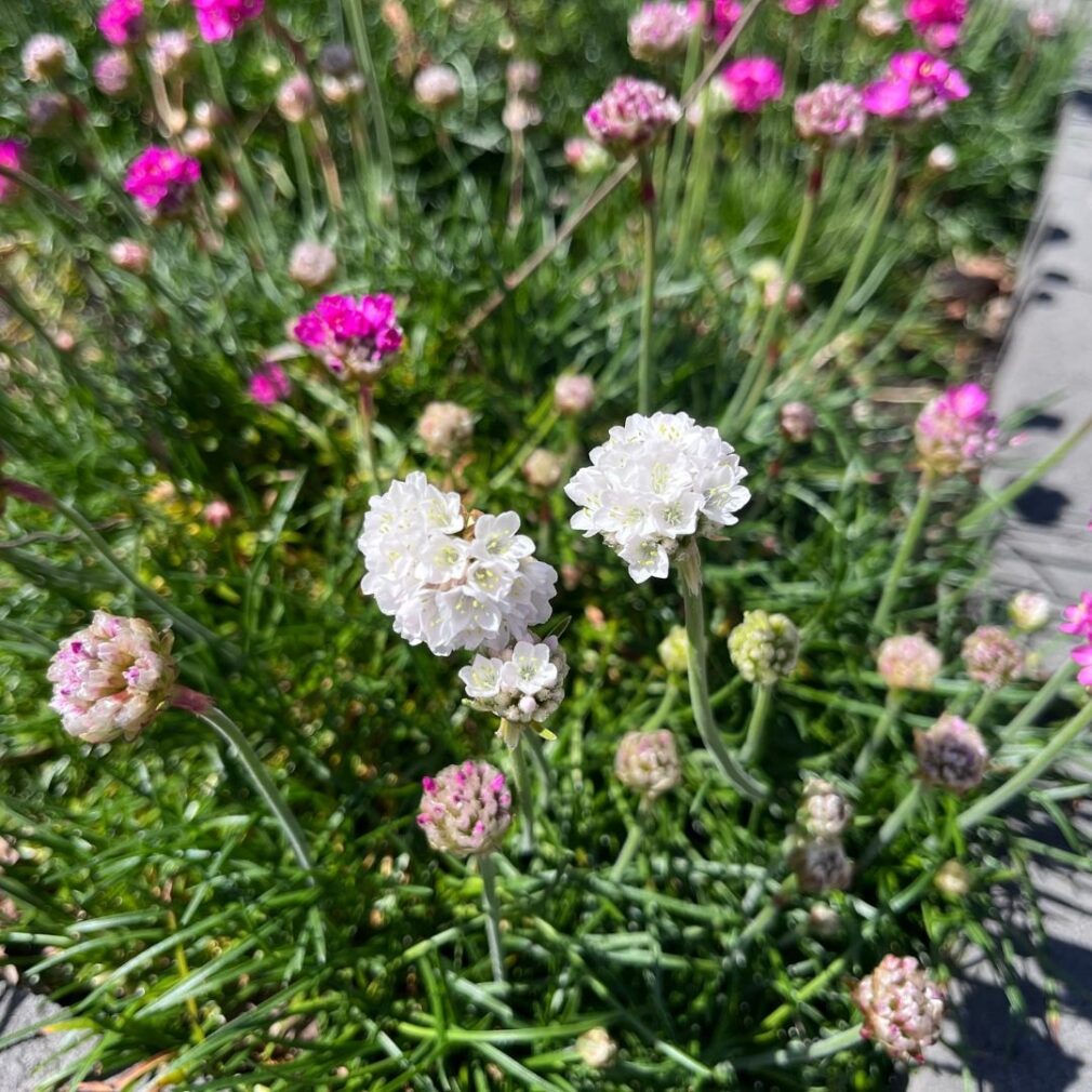 Armeria maritima 'Alba' (Engels Gras)