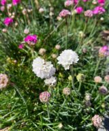 Armeria maritima 'Alba' (Engels Gras)