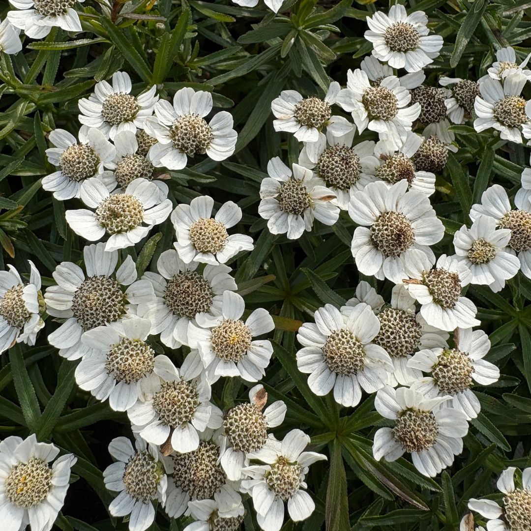 Achillea ptarmica 'Nana Compacta' (Duizendblad)