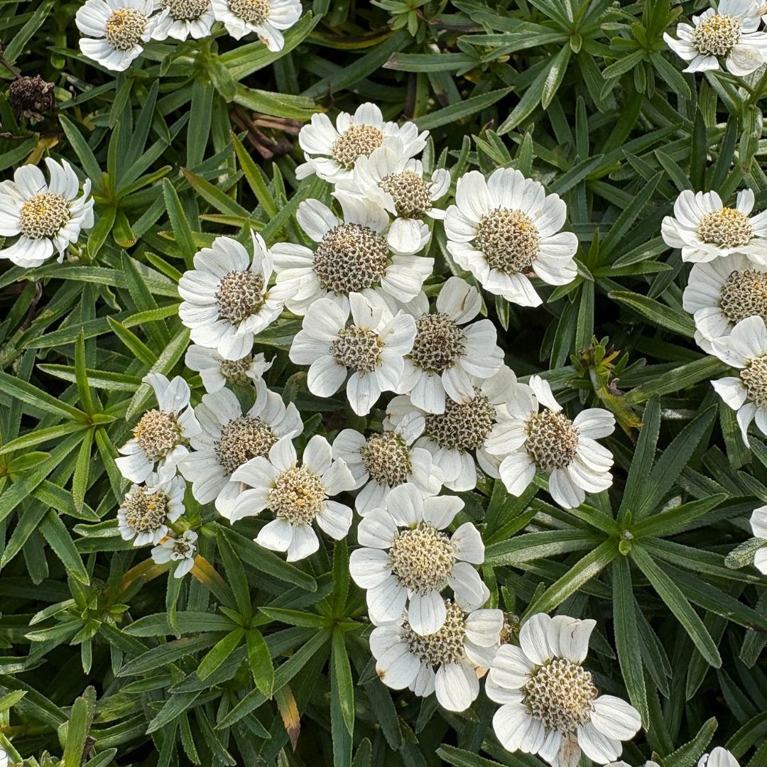 Achillea ptarmica 'Nana Compacta' (Duizendblad)