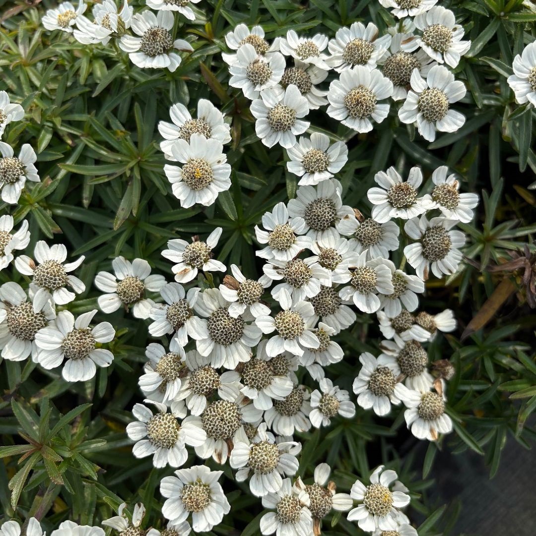 Achillea ptarmica 'Nana Compacta' (Duizendblad)