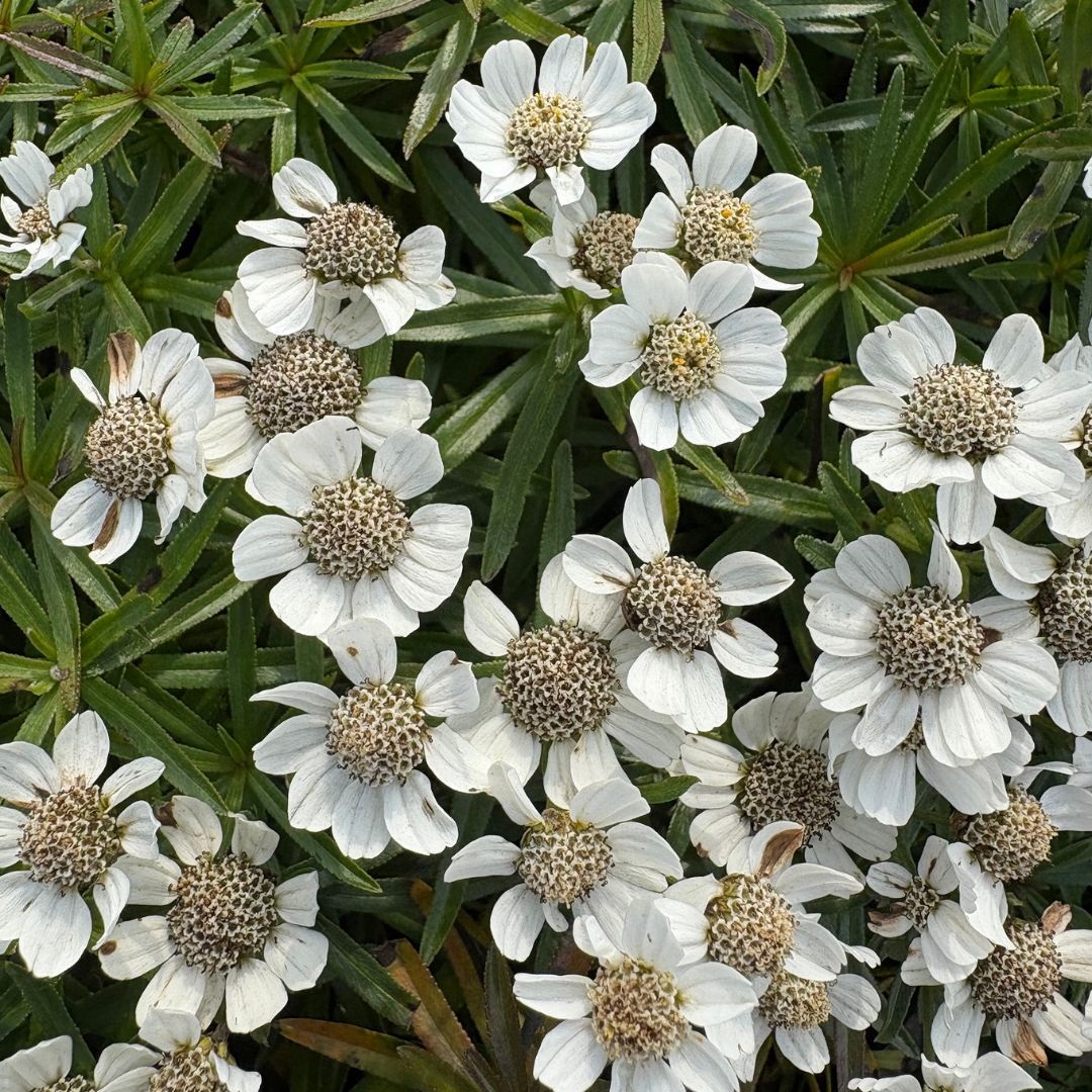 Achillea ptarmica 'Nana Compacta' (Duizendblad)
