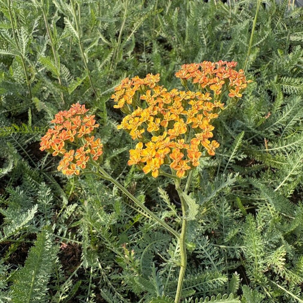 Achillea 'Terracotta' (Duizendblad)