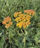 Achillea 'Terracotta' (Duizendblad)