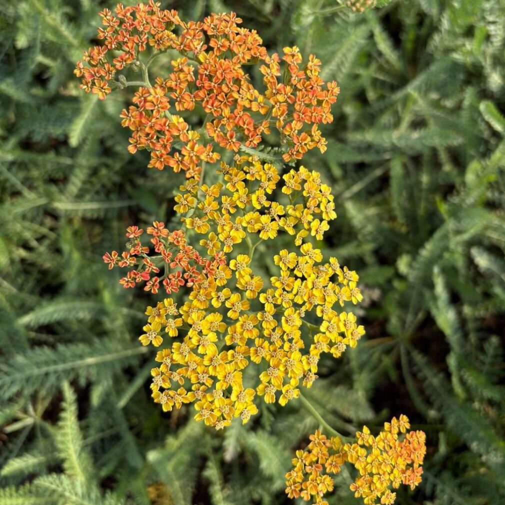 Achillea 'Terracotta' (Duizendblad)