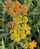 Achillea 'Terracotta' (Duizendblad)